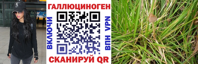 Псилоцибиновые грибы Psilocybe  Лебедянь 